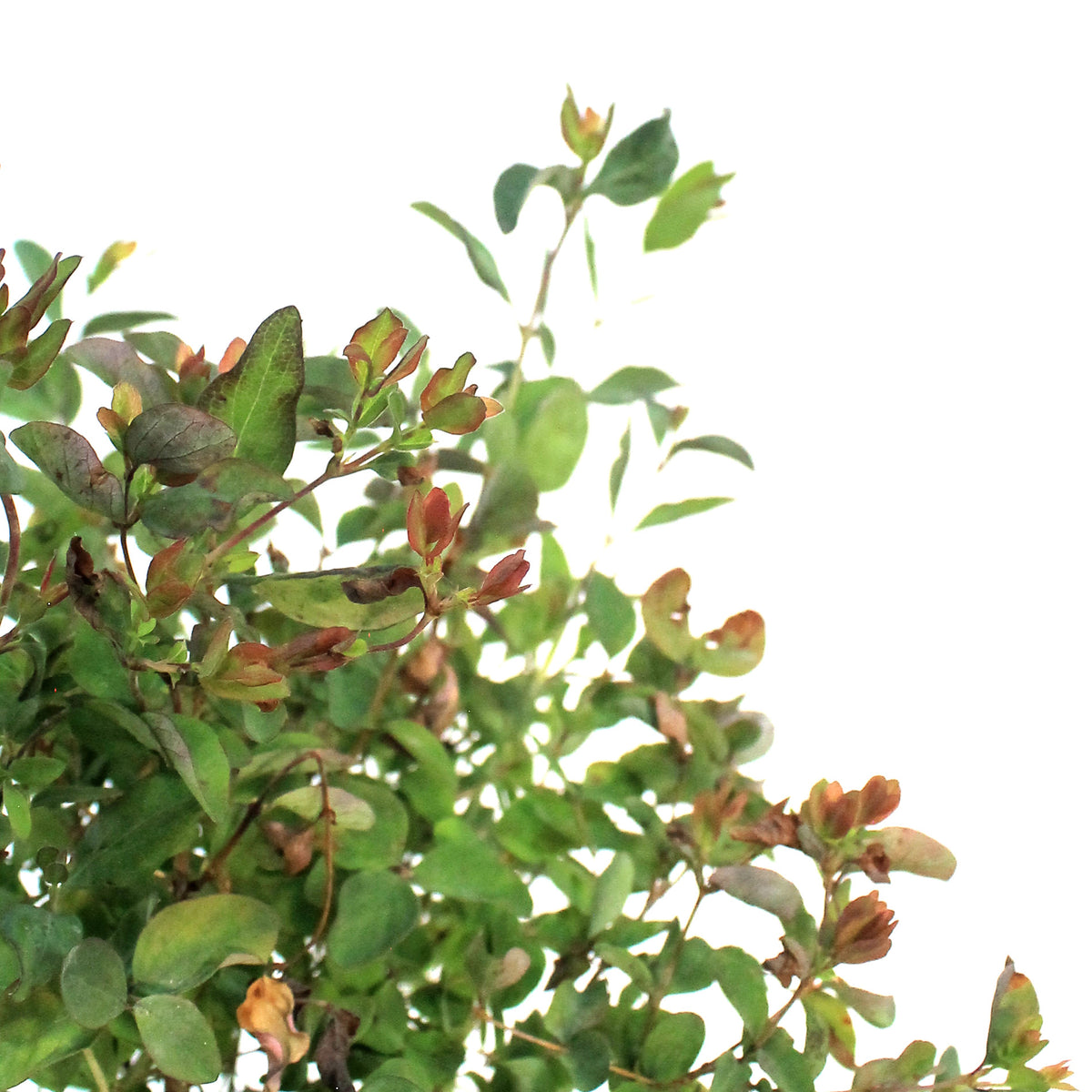 Coralberry Buckbrush 1 Gal