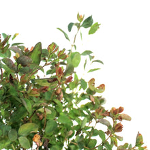 Load image into Gallery viewer, Coralberry Buckbrush 1 Gal
