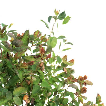 Coralberry Buckbrush 1 Gal