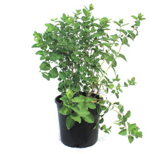 Load image into Gallery viewer, Coralberry Buckbrush 2 Gal
