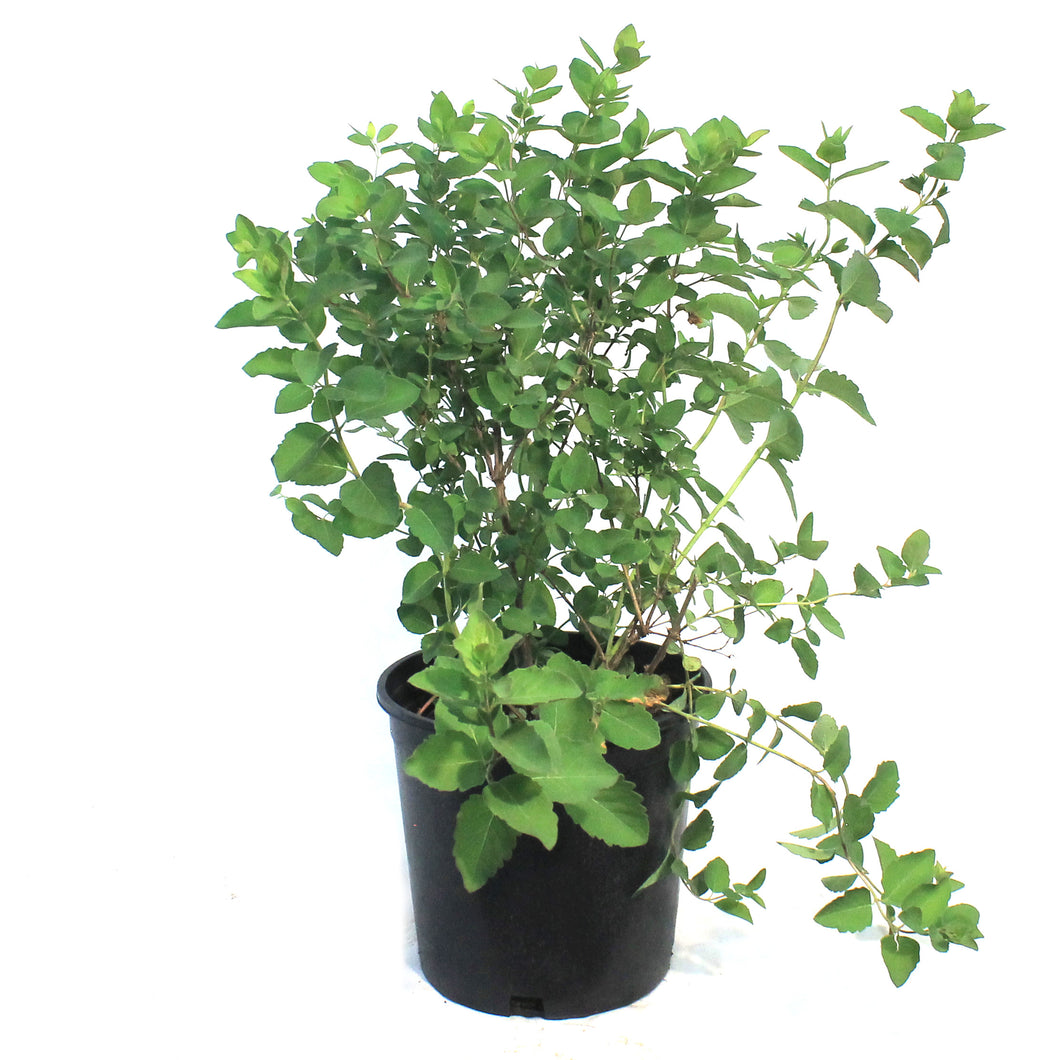 Coralberry Buckbrush 2 Gal