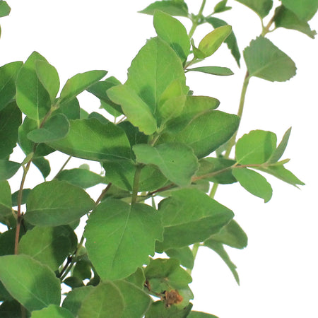 Coralberry Buckbrush 2 Gal