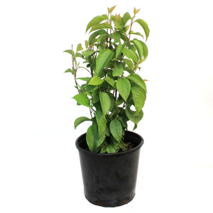 Nannyberry, 1 Gal