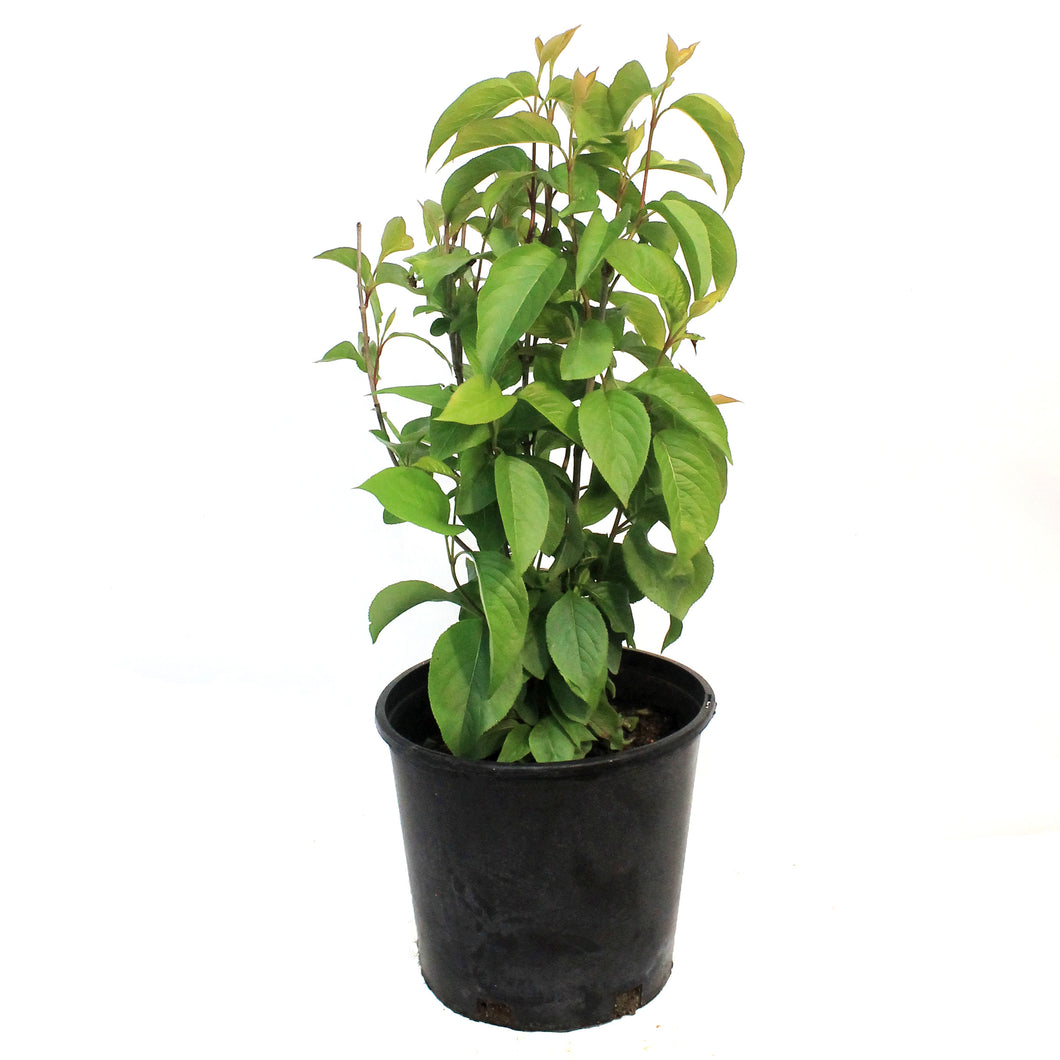 Nannyberry, 1 Gal
