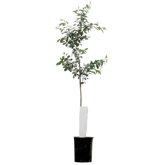 Sour Cherry, Evens, 5 Gal