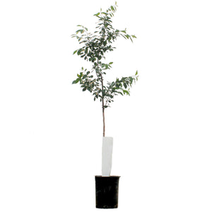 Sour Cherry, Evens, 5 Gal