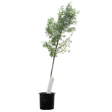 Load image into Gallery viewer, Russian Olive, 10 gal, Tree
