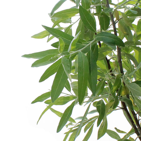 Russian Olive, 10 gal, Tree