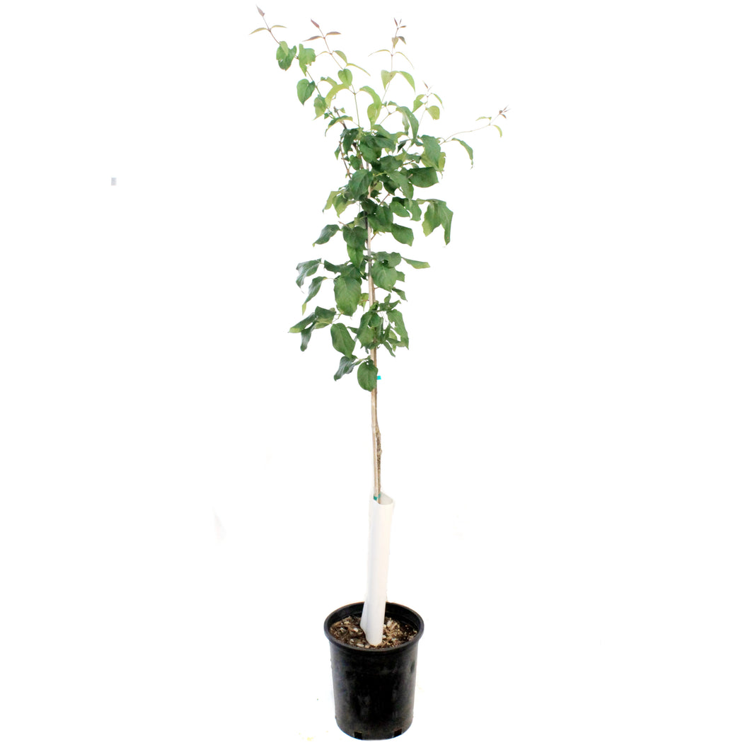 Lilac, 5 gal, Japanese Tree Lilac