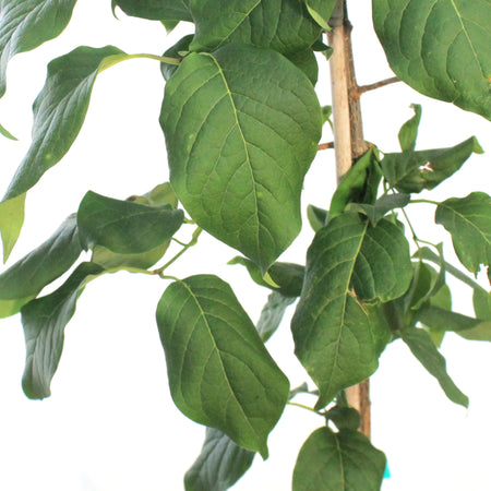 Lilac, 5 gal, Japanese Tree Lilac