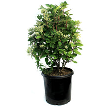 Load image into Gallery viewer, Hydrangea, 10 gal, Quick Fire®
