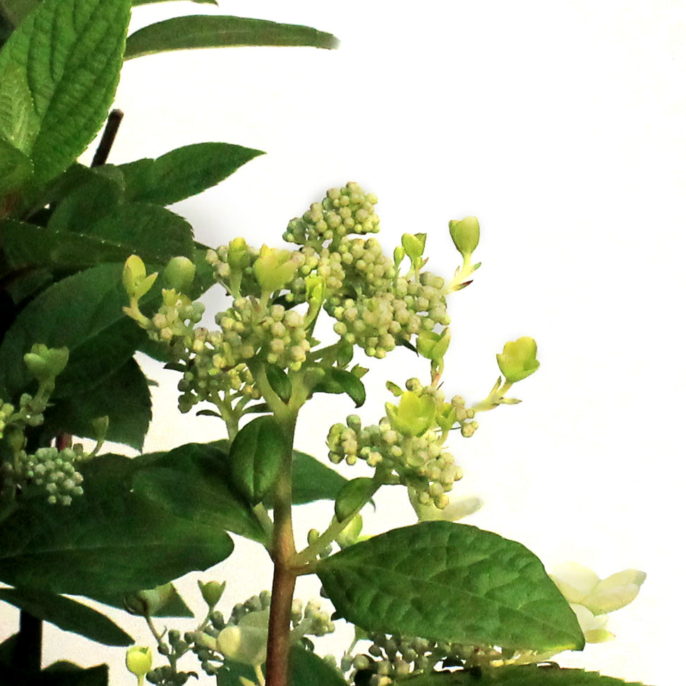 Hydrangea, 10 gal, Quick Fire®