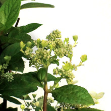 Load image into Gallery viewer, Hydrangea, 10 gal, Quick Fire®
