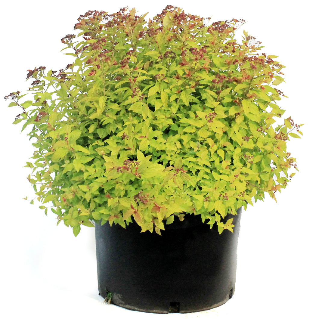 Spirea, 10 gal, Magic Carpet