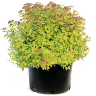 Spirea, 10 gal, Magic Carpet