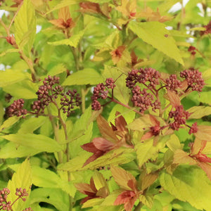 Spirea, 10 gal, Magic Carpet
