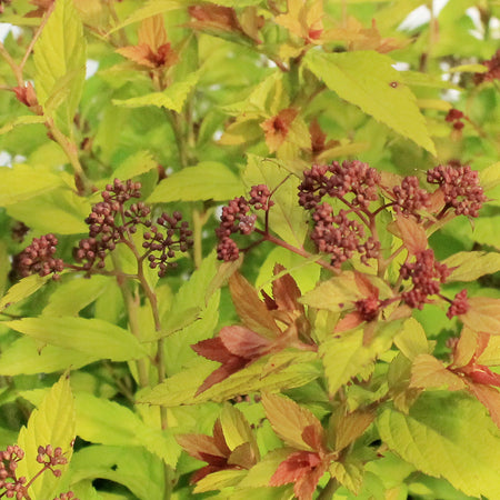 Spirea, 10 gal, Magic Carpet