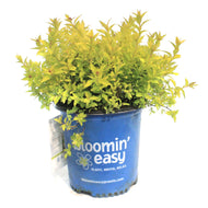 Spirea, 2 gal, Poprocks® Pineapple