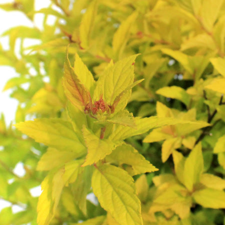 Spirea, 2 gal, Poprocks® Pineapple