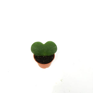 Hoya, 2.5in, Heart