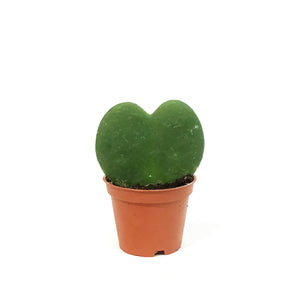 Hoya, 2.5in, Heart