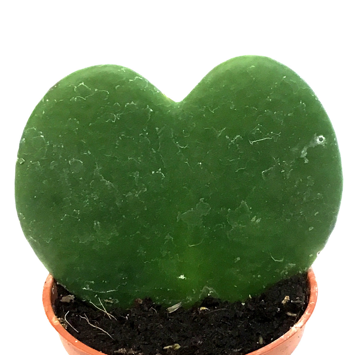 Hoya, 2.5in, Heart