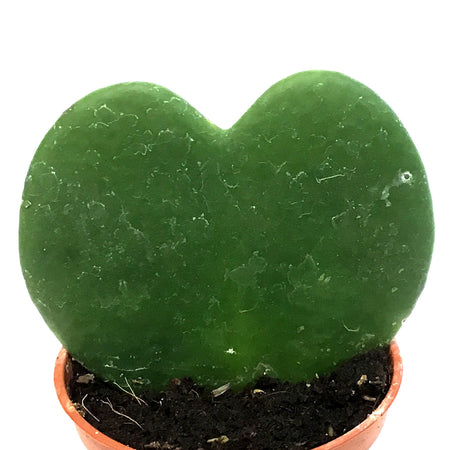 Hoya, 2.5in, Heart