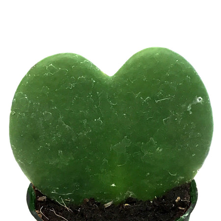 2.5in Valentines Planter Hoya Kerri Heart
