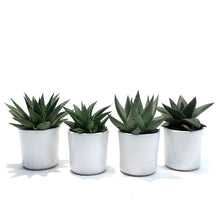 Load image into Gallery viewer, Succulent, 2.5in, Haworthia In Ceramic
