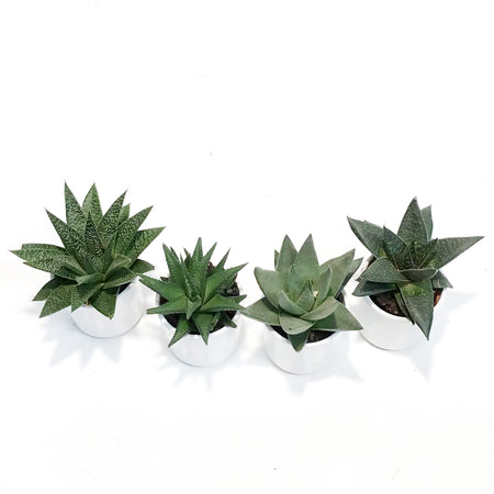 Succulent, 2.5in, Haworthia In Ceramic