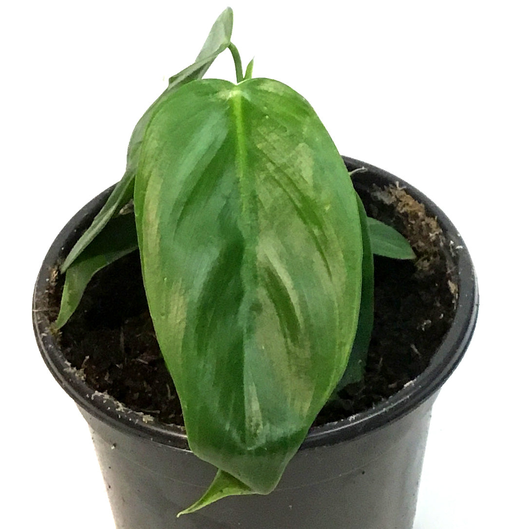 Philodendron, 4in,Esmereldense