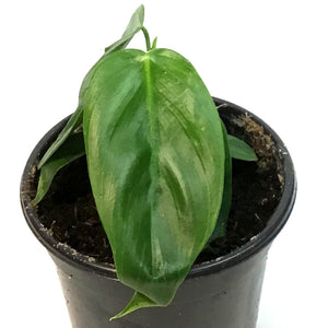 Philodendron, 4in,Esmereldense