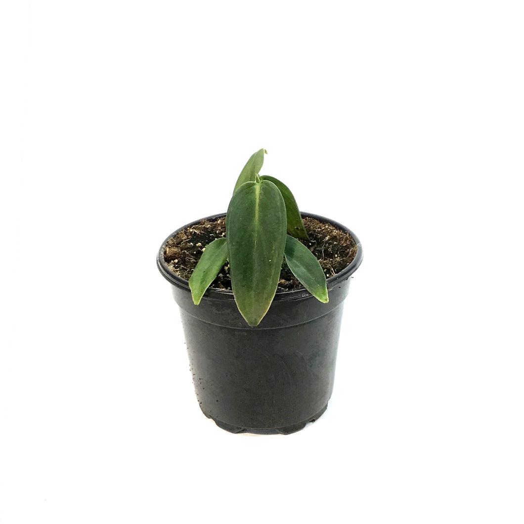 Philodendron, 4in, Gigas