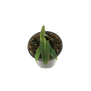 Philodendron, 4in, Gigas