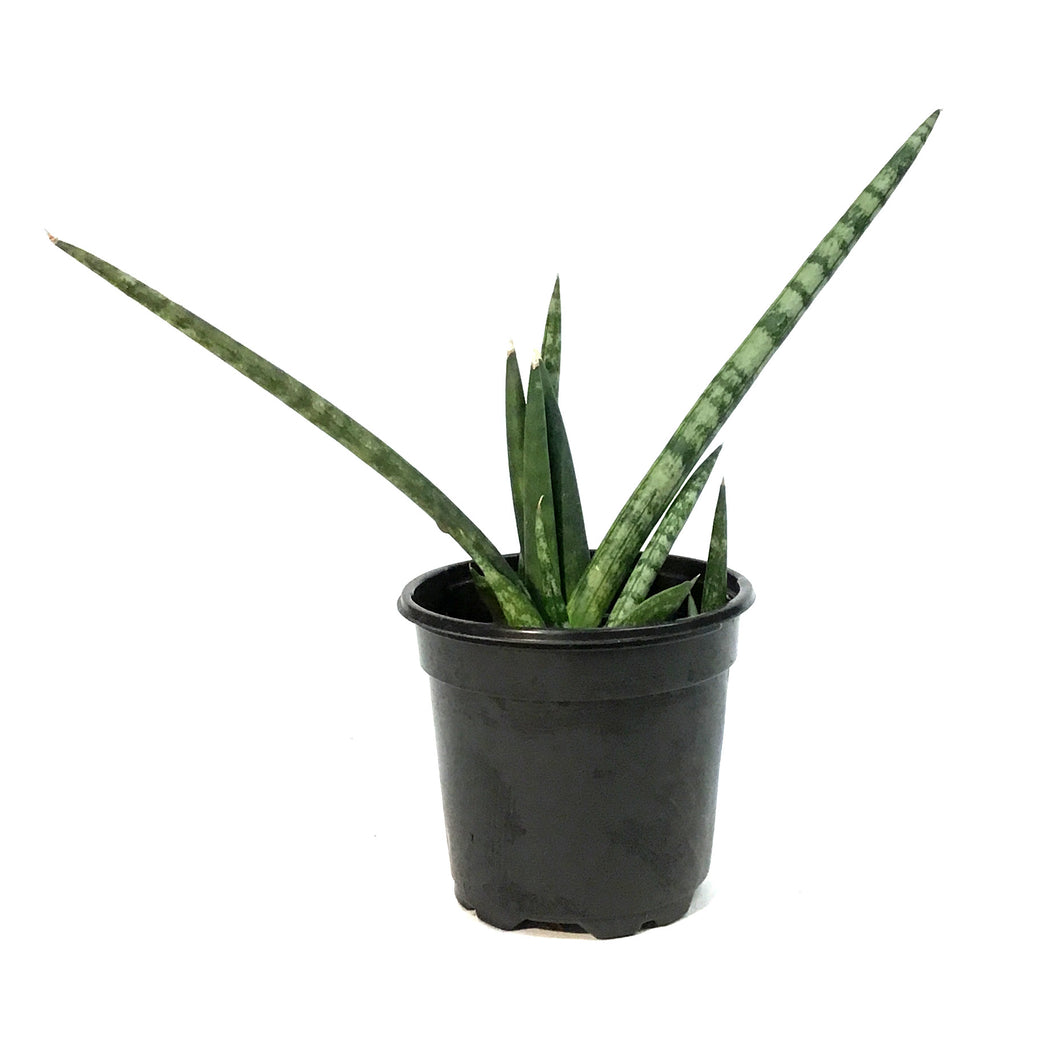 Sansevieria, 4in, Cylindrica