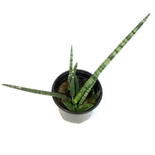 Load image into Gallery viewer, Sansevieria, 4in, Cylindrica
