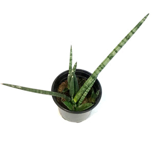 Sansevieria, 4in, Cylindrica