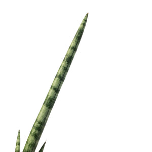 Sansevieria, 4in, Cylindrica