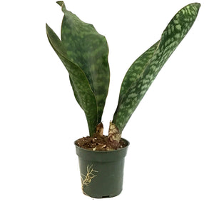 Sansevieria, 4in, Whale Fin