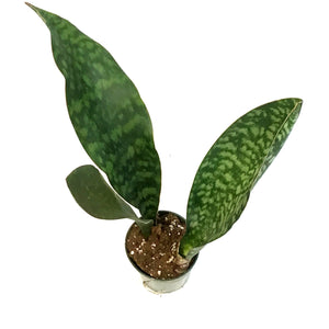 Sansevieria, 4in, Whale Fin