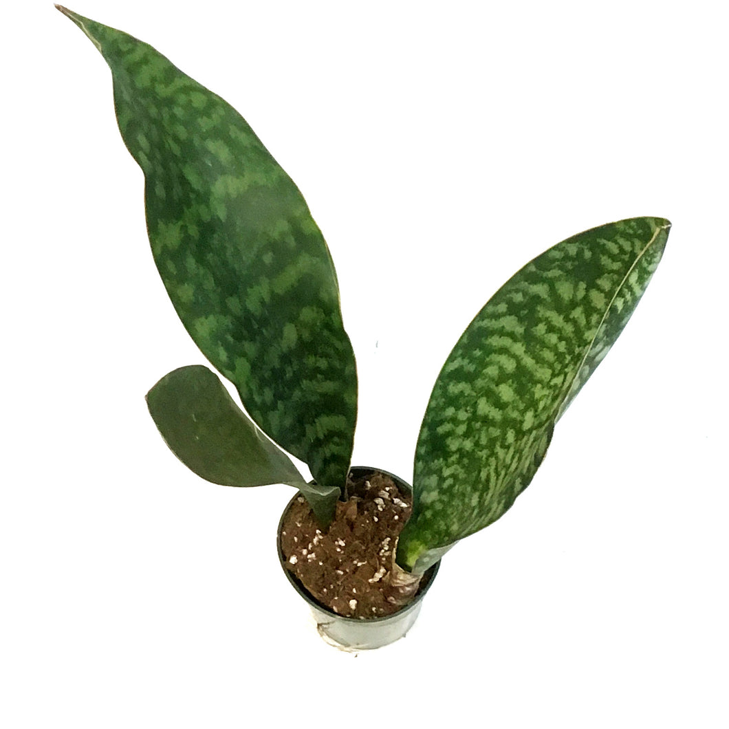 Sansevieria, 4in, Whale Fin