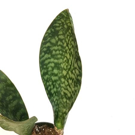 Sansevieria, 4in, Whale Fin