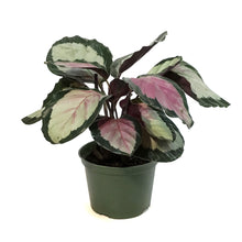 Load image into Gallery viewer, Calathea, 6in, Marion
