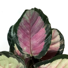 Load image into Gallery viewer, Calathea, 6in, Marion
