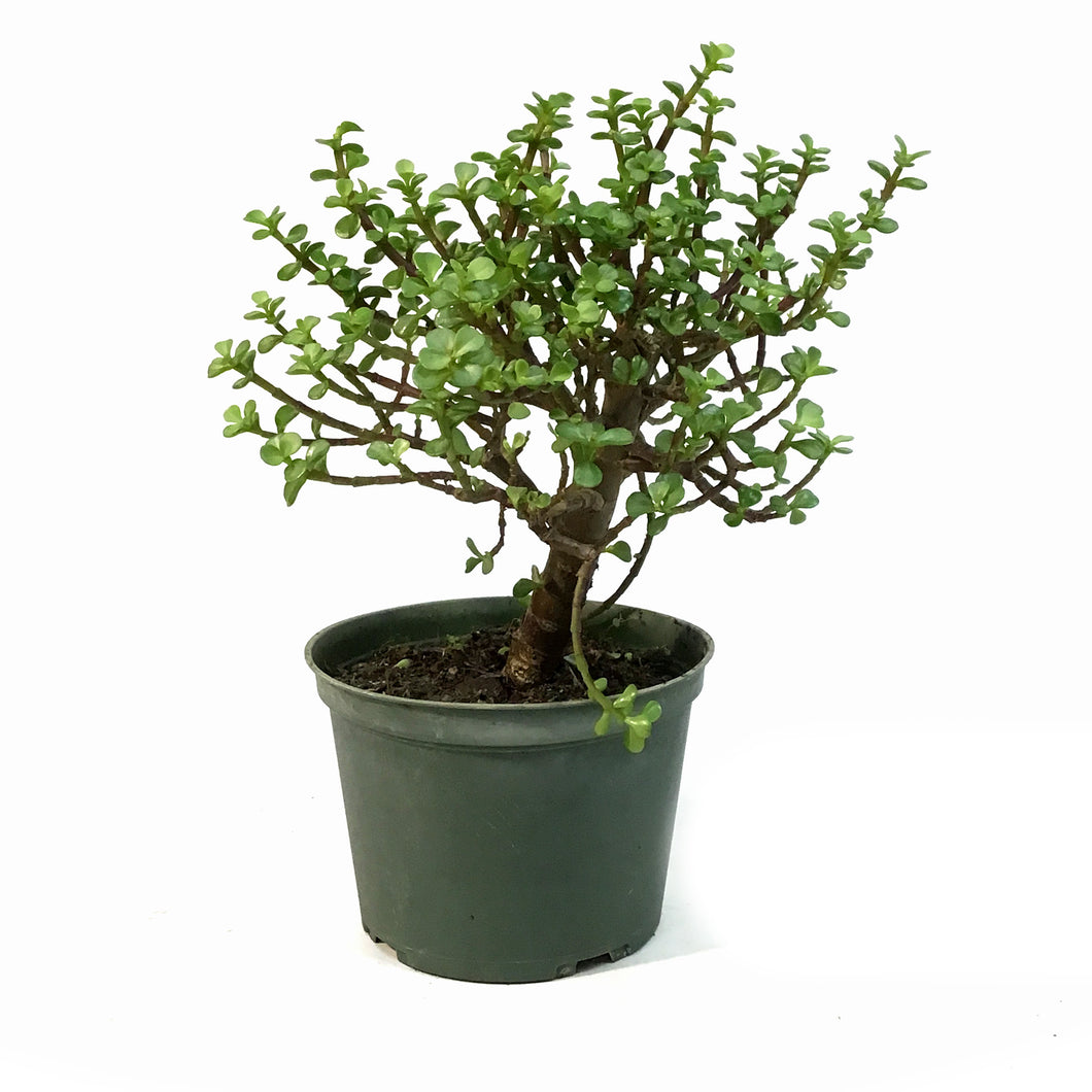 Bonsai, 6in, Jade, Standard Green