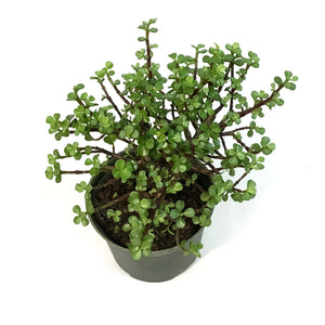 Bonsai, 6in, Jade, Standard Green