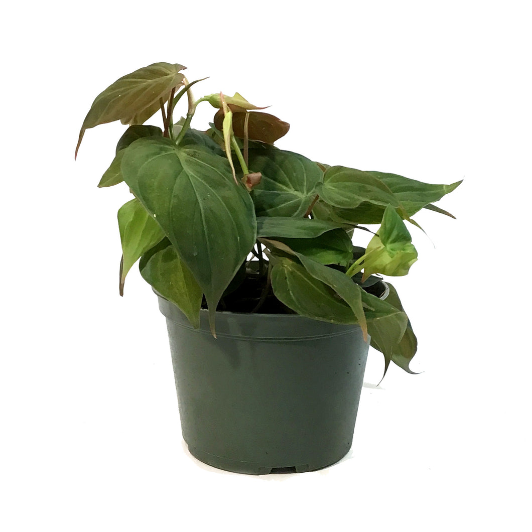 Philodendron, 6in, Micans