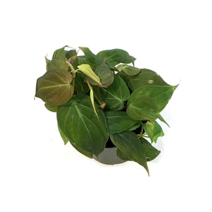 Philodendron, 6in, Micans