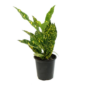 Croton, 3.5in, Gold Dust