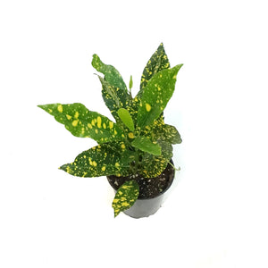 Croton, 3.5in, Gold Dust